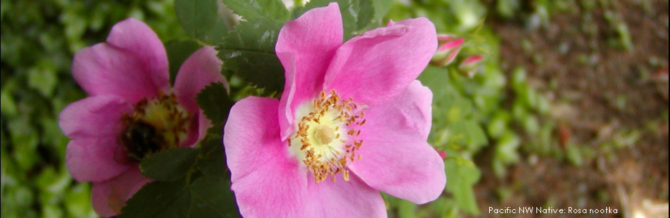 Pacific NW Native: Rosa nootka